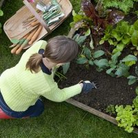 Fertiliser Plant Aerial shot of woman weeding a raised bed in a vegetable garden.